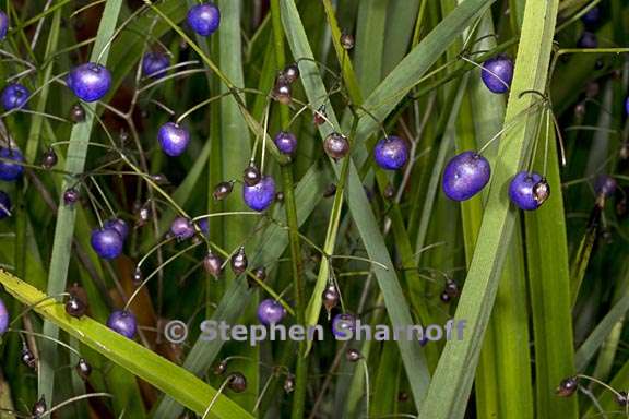 dianella nigra 1 graphic